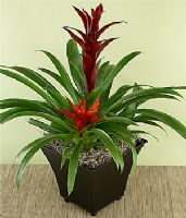 red fresh flowers