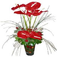 red orchids to turkey
