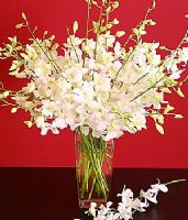 send white orchids to turkey
